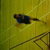 20040731_WorldChampTaiwan_0804Mercred_MatFemChGb_RomainSchmock_FSTB_0036