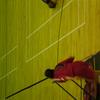 20040731_WorldChampTaiwan_0804Mercred_MatFemChGb_RomainSchmock_FSTB_0047